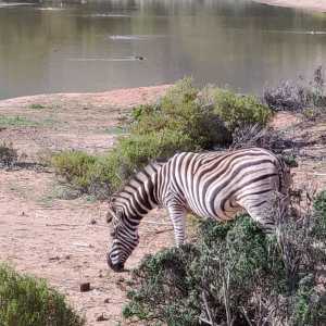 South Africa 9