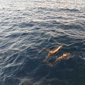 Maldives 1