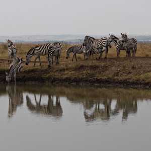 Nairobi 7